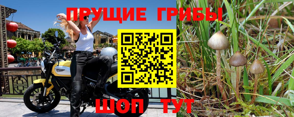 Сорочинск  Псилоцибиновые грибы мухоморы  Вход с VPN 